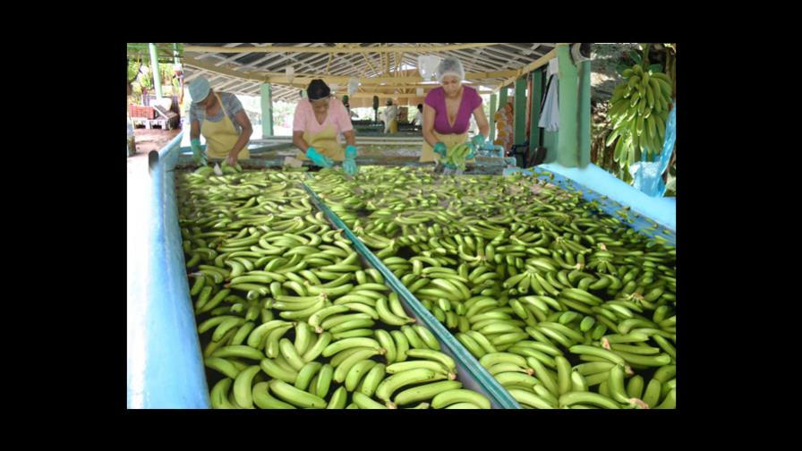 Exportación de bananos ha generado más de RD$2,535 millones Exportación de bananos ha generado más de RD$2,535 millones