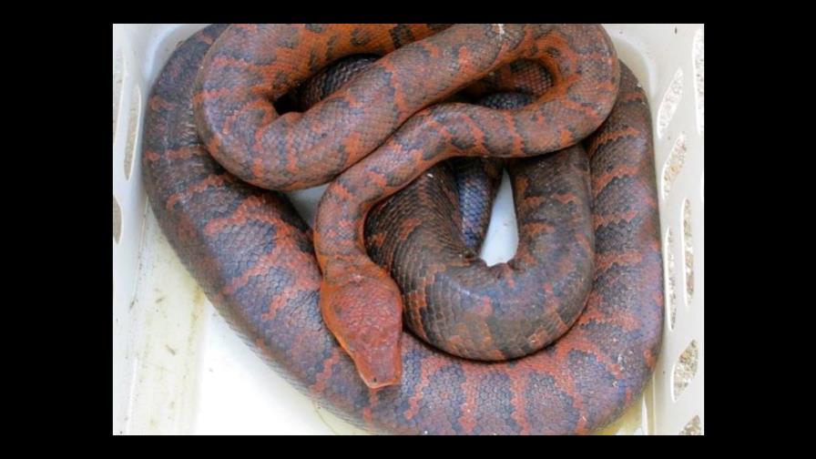 Al Zoológico Nacional boa hispaniola hallada en Marina de Casa de Campo