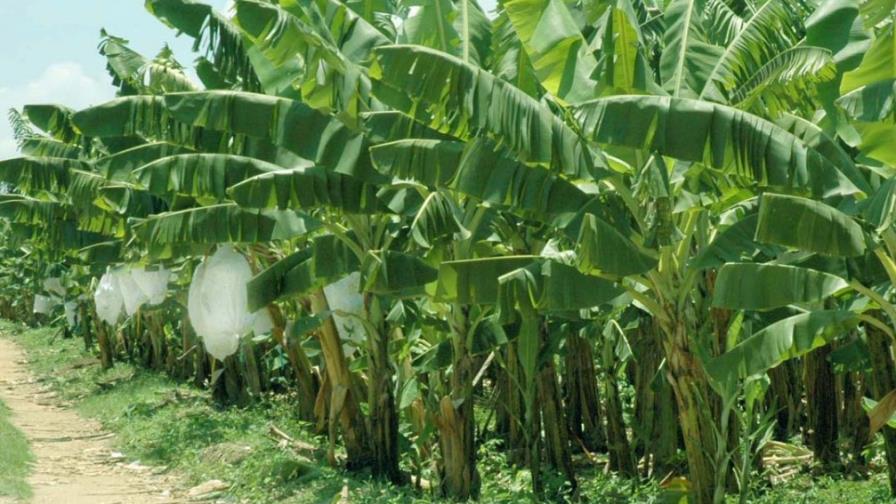 Agricultura no ha autorizado importación de plátano