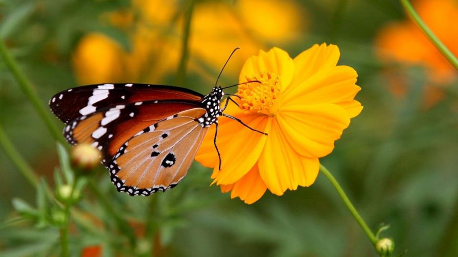 El cambio climático provoca estrés a las mariposas y aves europeas