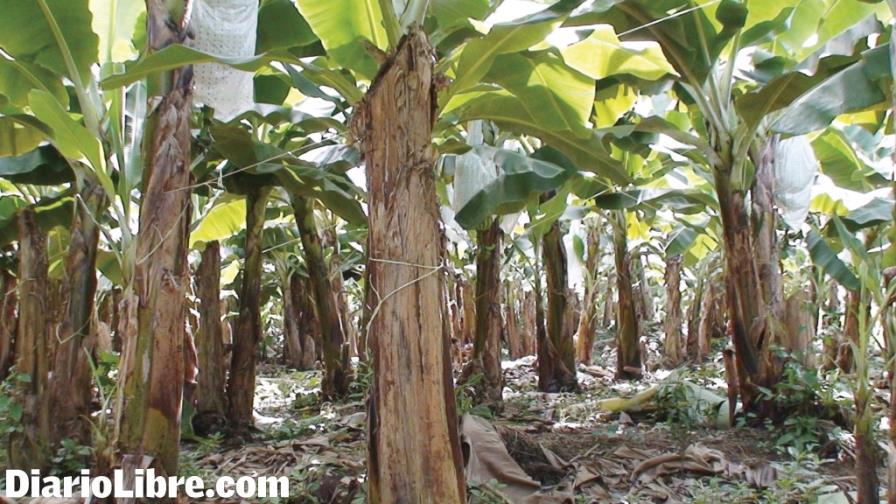 Detener infecciones por hongos permitiría alimentar a millones de personas