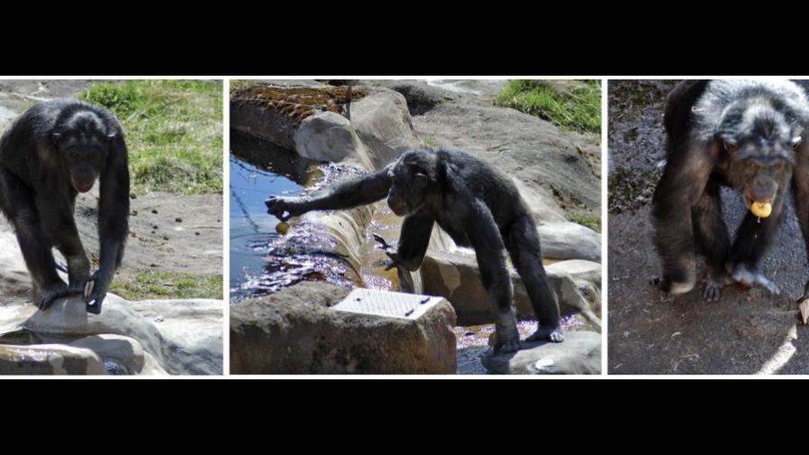 El chimpancé Santino ataca de nuevo con una estrategia de engaño