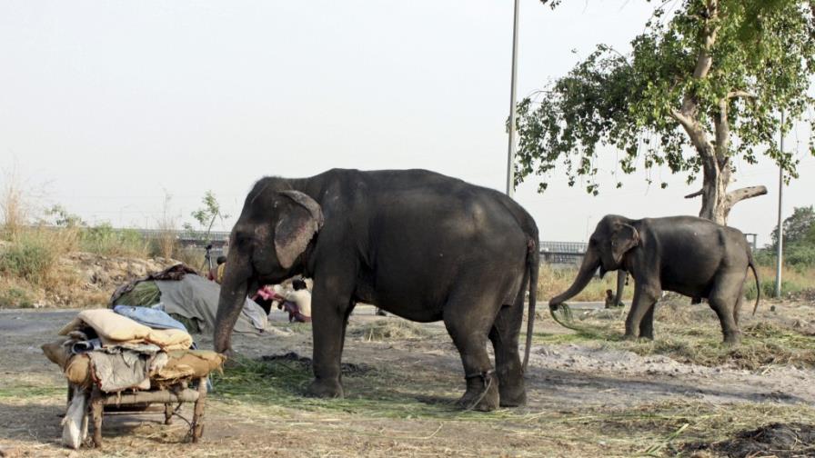 El elefante, ese animal ubicuo en la India