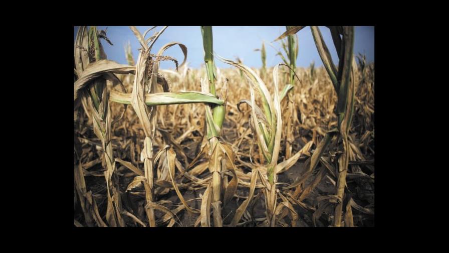 Sequía de 2012 afectó a 53,227 familias, asegura presidente de Guatemala