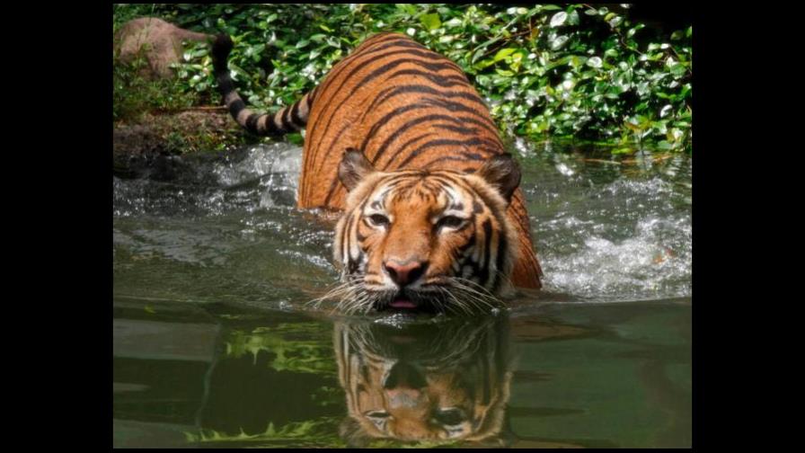 Liberan a seis tigres enjaulados en la azotea de un edificio de Tailandia