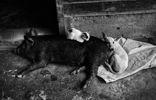 Premian obras del fotógrafo Pedro Genaro Premian obras del fotógrafo Pedro Genaro