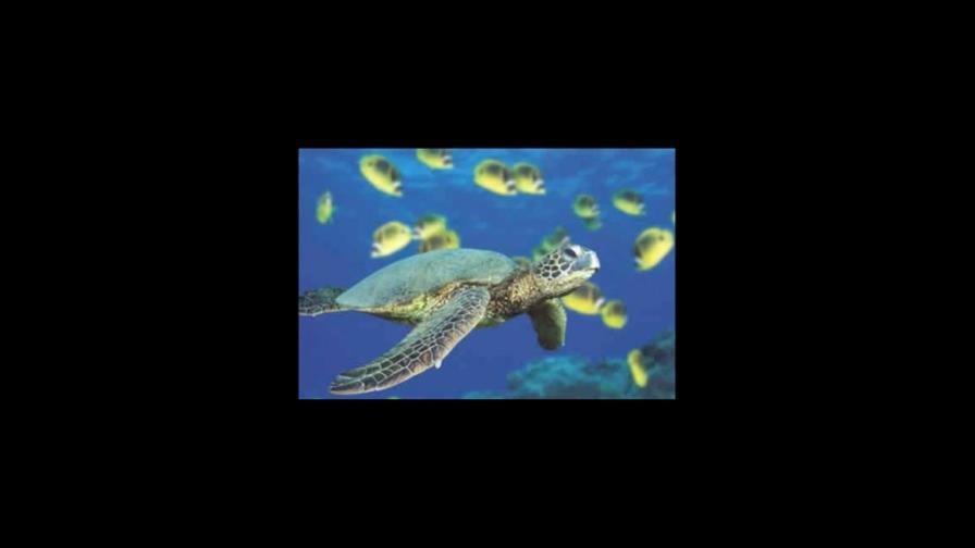 Los zoológicos de Nueva York emprenden un plan para proteger a las tortugas