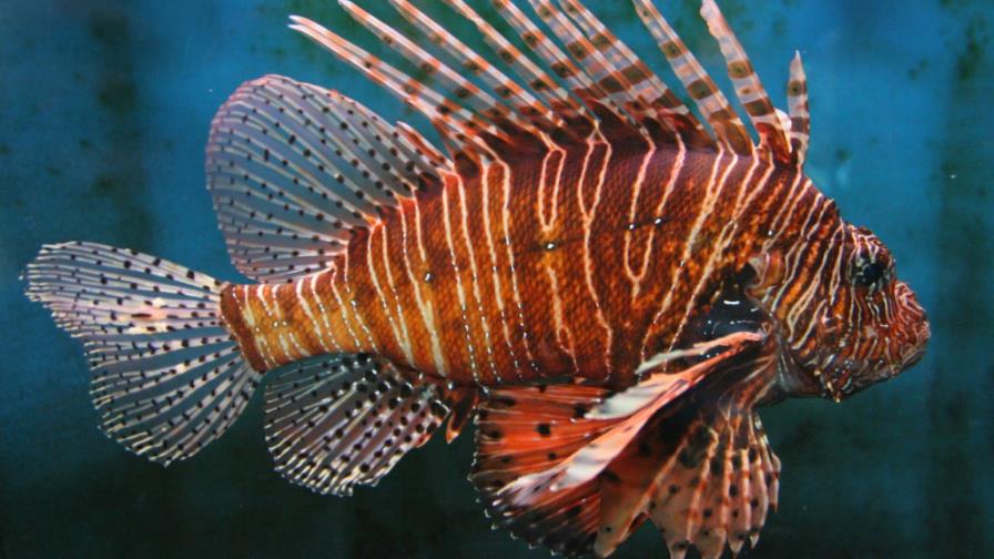 Pez León: La nueva delicia caribeña