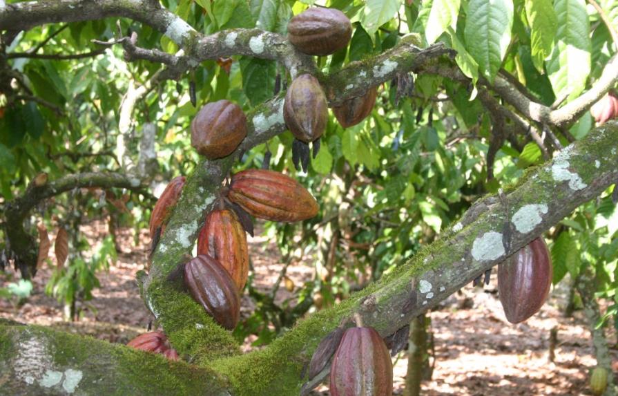 Agricultura dispone rehabilitar 60 mil tareas de cacao