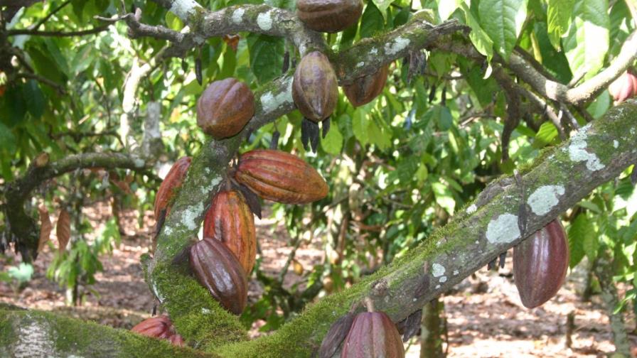 Agricultura dispone rehabilitar 60 mil tareas de cacao Agricultura dispone rehabilitar 60 mil tareas de cacao