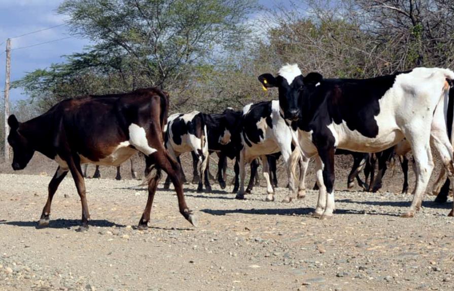 Producción de leche baja 60% por sequía
