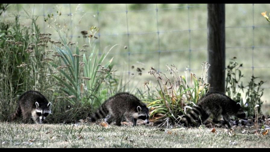Mapaches persiguen y atacan a mujer