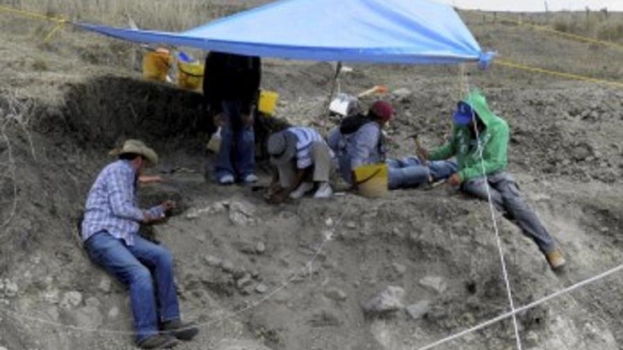 Pronto sabremos si las células de mamut son aptas para clonación