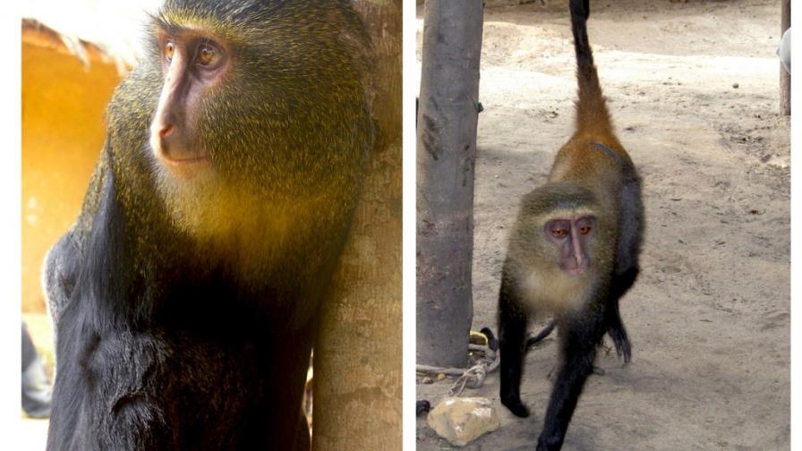 Descubren una nueva especie de mono africano en el corazón del Congo