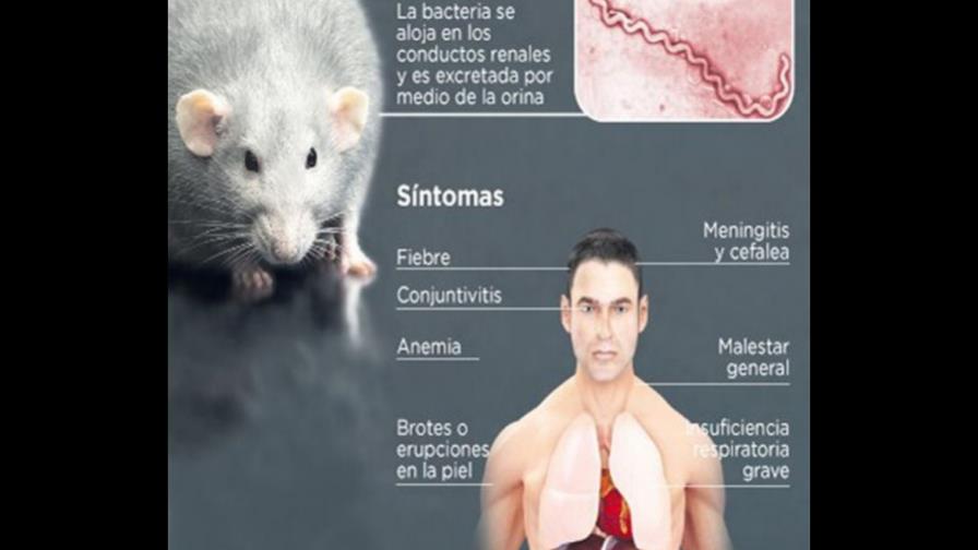 Mueren 58 personas por leptospirosis y 47 por cólera Mueren 58 personas por leptospirosis y 47 por cólera