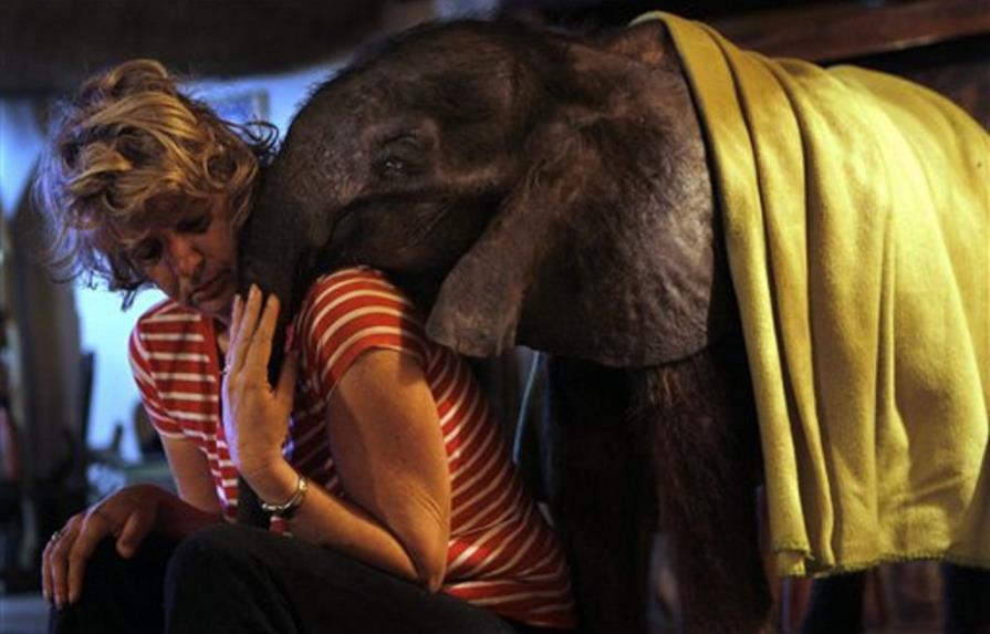 Muere cría de elefante cuidada por mujer