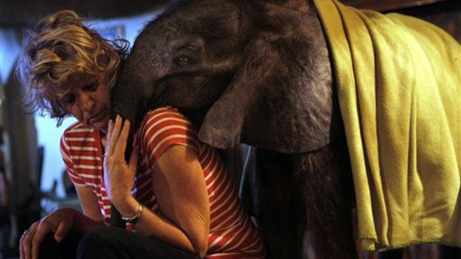 Muere cría de elefante cuidada por mujer