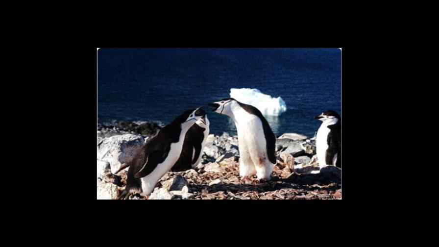 La población de pingüinos de la Antártida es el doble de lo que se pensaba