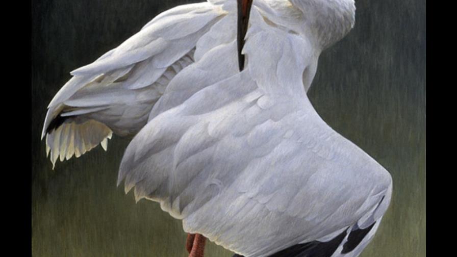 Las aves y la adaptación al cambio climático (I)