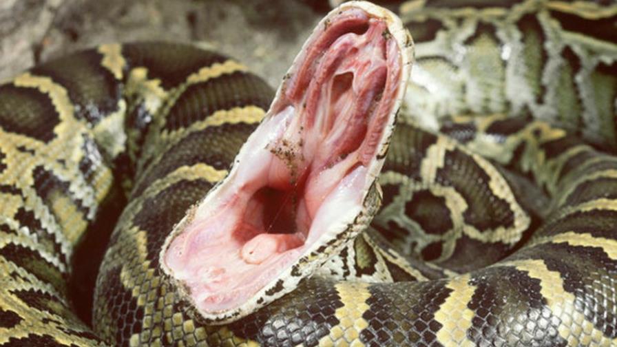 Capturan pitón birmana de 5,6 metros con 87 huevos en los Everglades, EE.UU