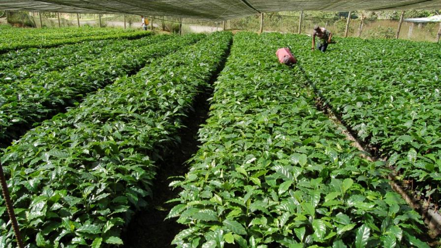 Codocafé y Fedecares financiarán producción a cafeteros de la región Sur