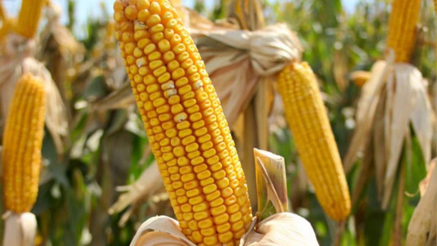 Empresarios lanzan iniciativa para siembra masiva de maíz