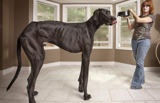 El toro más bajo y el perro más alto del mundo, en el nuevo libro Guinness El toro más bajo y el perro más alto del mundo, en el nuevo libro Guinness