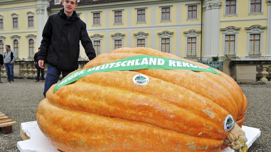 Celebran un concurso de calabazas gigantes en Alemania