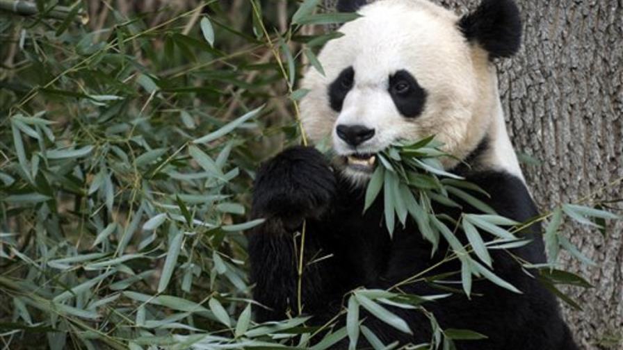 El hombre prehistórico comía pandas, según científico El hombre prehistórico comía pandas, según científico