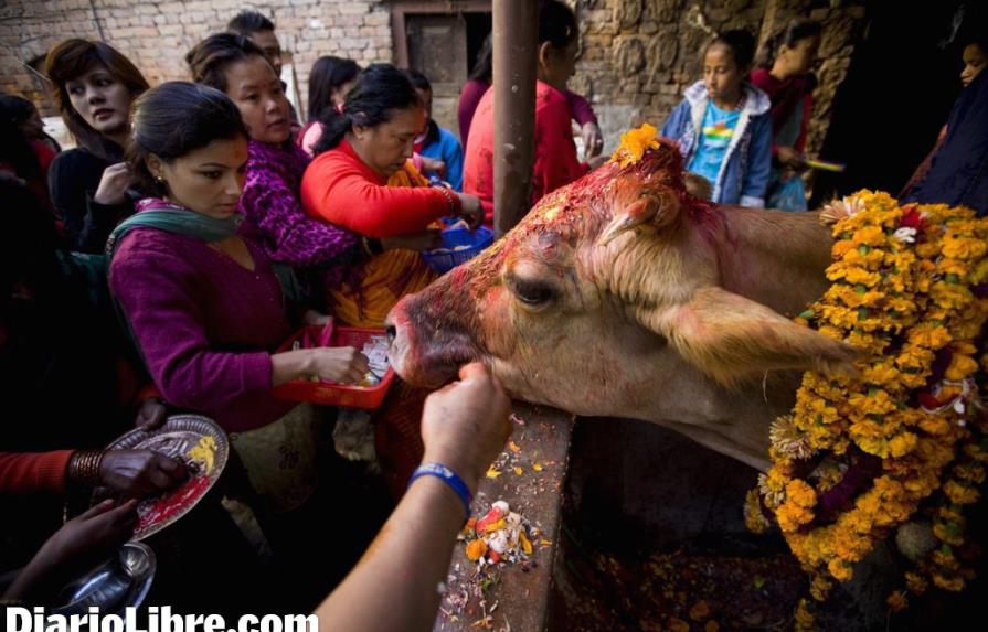 La Vacaca Ritual Veneración a la vaca en Nepal - Diario Libre