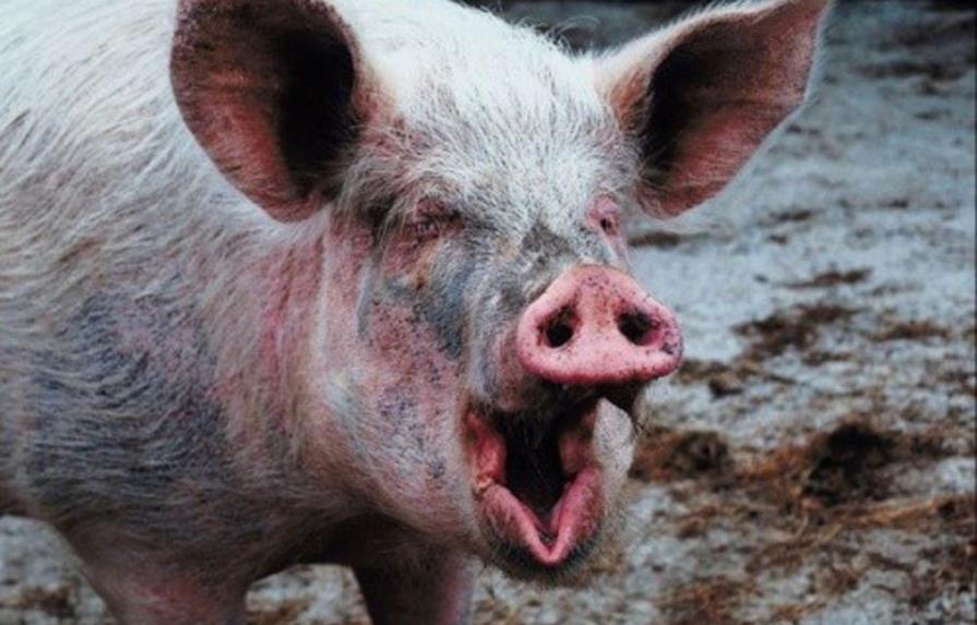 Cerdos hambrientos devoran a su propietario en una granja de Oregón