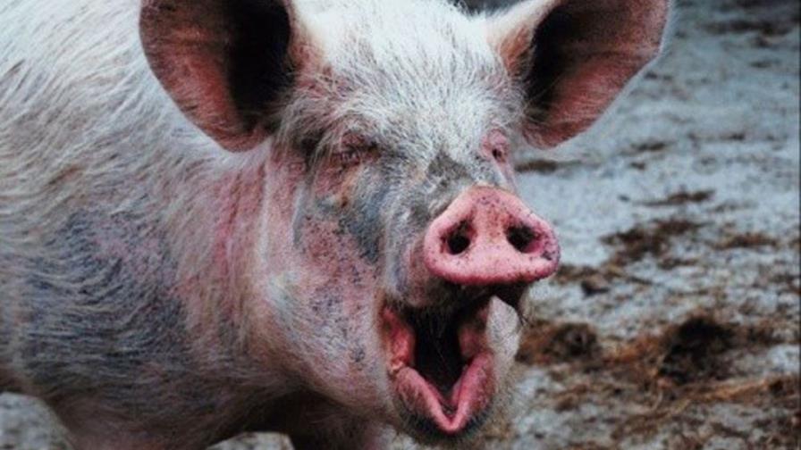 Cerdos hambrientos devoran a su propietario en una granja de Oregón