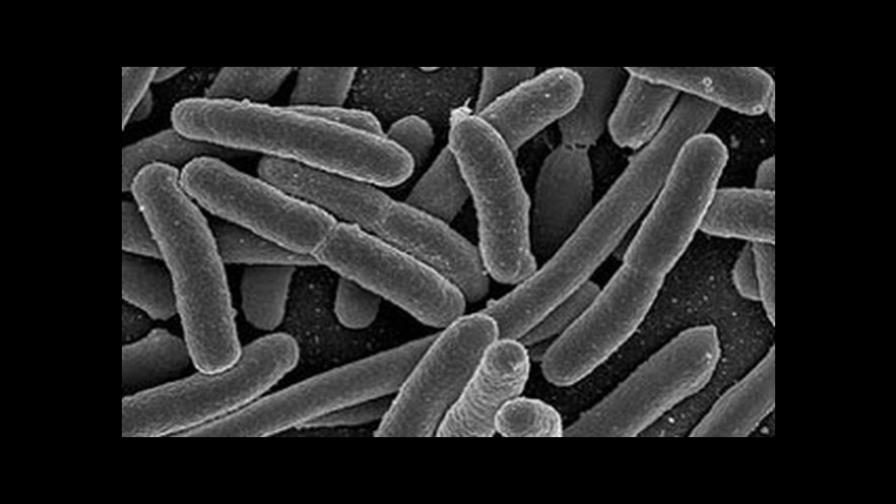 Reproducen cómo se forman infecciones bacteriales resistentes a antibióticos Reproducen cómo se forman infecciones bacteriales resistentes a antibióticos