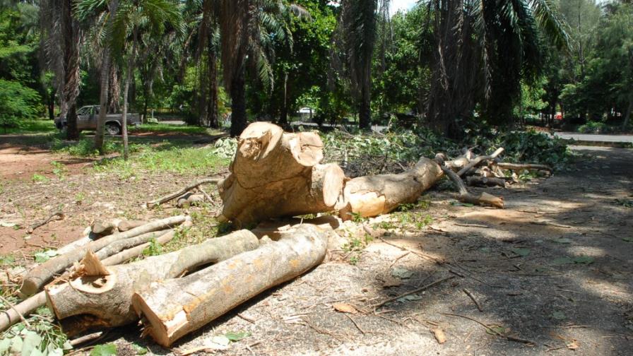 Efectos de tala pueden durar siglos en los bosques