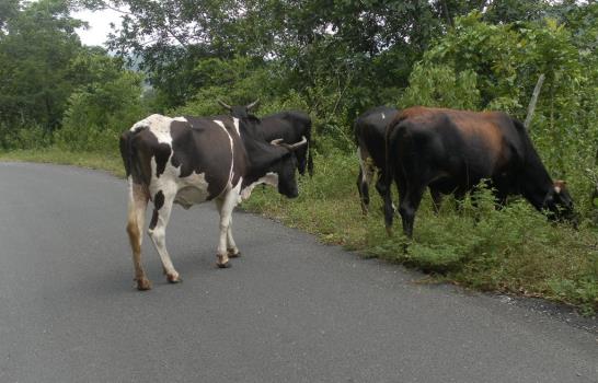 Animales deambulan por la carretera Caballero - Maimón
