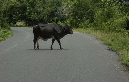 Animales deambulan por la carretera Caballero - Maimón