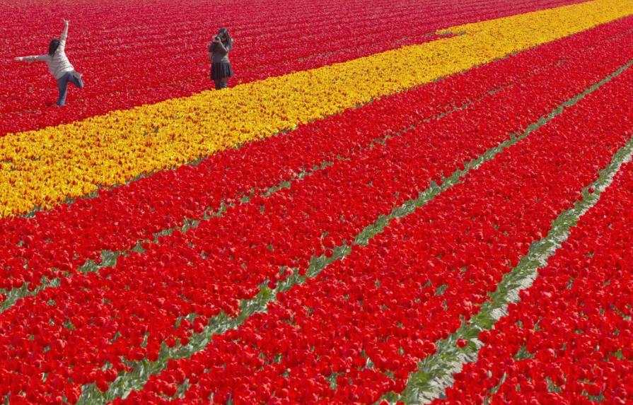 La primavera en los Países Bajos