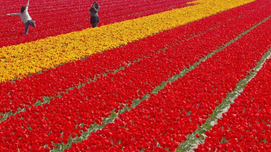 La primavera en los Países Bajos La primavera en los Países Bajos