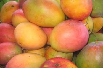 RD tras liderazgo de las exportaciones de mango