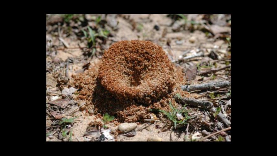Exportan moscas argentinas para combatir plaga de hormigas EE.UU.