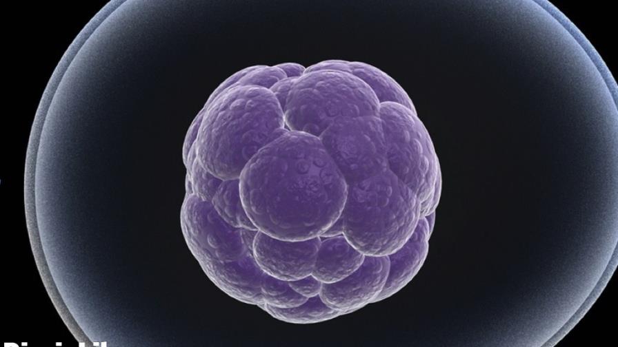 Linfocitos: Una alternativa para prolongar la juventud Linfocitos: Una alternativa para prolongar la juventud