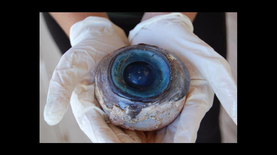 Aparece en playa de Florida globo ocular gigante
