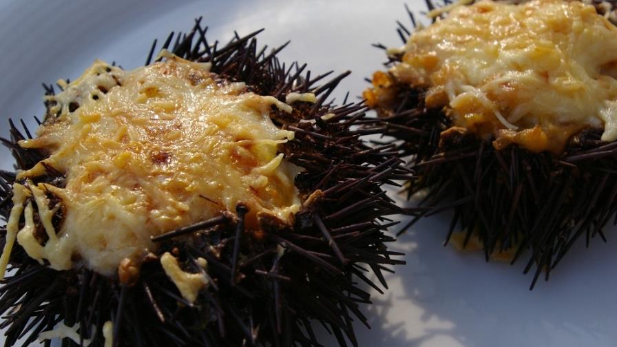 Erizos, porque la comida no siempre entra por los ojos
