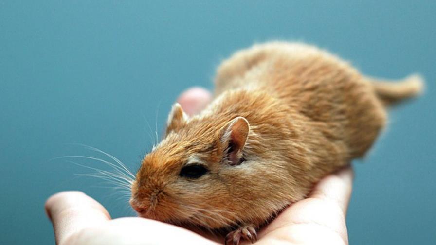 Células madre contra la sordera Células madre contra la sordera