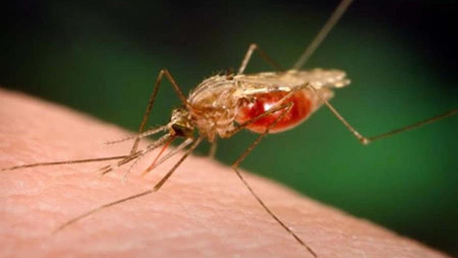 Crecen los casos de malaria en el país, según la OMS