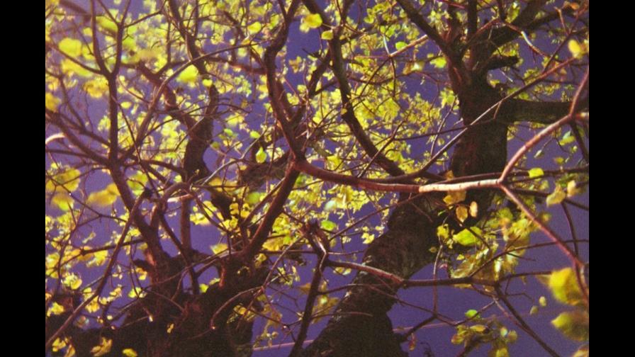 “Árboles en Holga”, de Miguel Collado en el Centro Cultural de España “Árboles en Holga”, de Miguel Collado en el Centro Cultural de España
