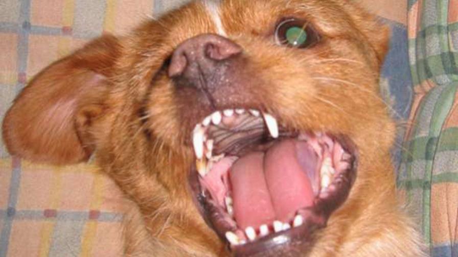 Hombre murió de rabia humana en Sto Dgo Oeste Hombre murió de rabia humana en Sto Dgo Oeste