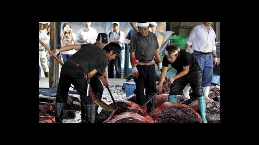 Balleneros japoneses zarpan hacia el Pacífico norte para iniciar la temporada