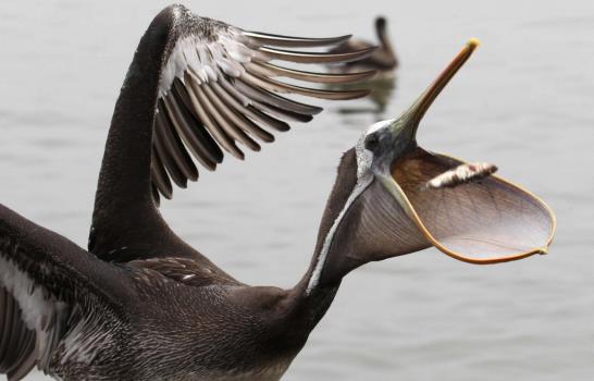 Gastrónomos alimentan a pelícanos amenazados por falta de peces en Lima