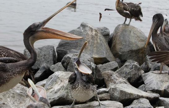 Gastrónomos alimentan a pelícanos amenazados por falta de peces en Lima
